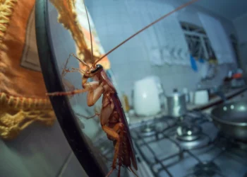 El origen de la cucaracha: de los campos de India a tu restauración